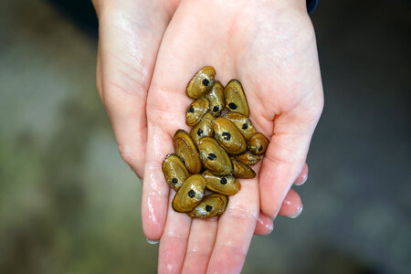 Appalachian Elktoe Mussels photo