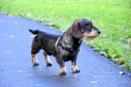 Dachshund puppy canine photo