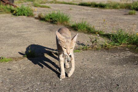 Predator domestic cat animal