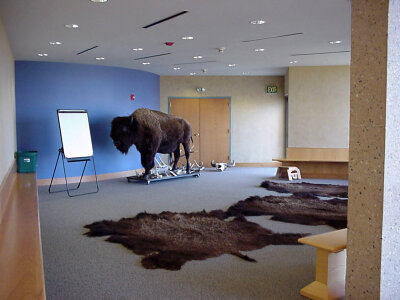 Buffalo room at Neal Smith National Wildlife Refuge photo