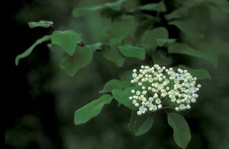 Flowers greenery leaves