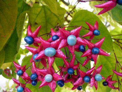 Fuchsia flower blossom