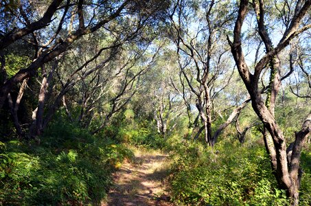 Olives oilseed trees photo