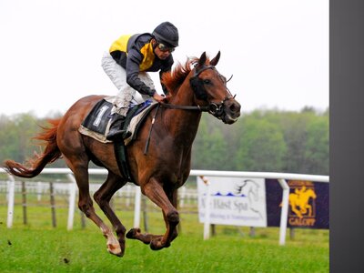 Gallop horse horse racing photo