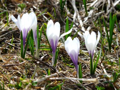 Blue purple flowers photo