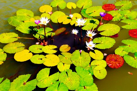 Beautiful beautiful flowers biology