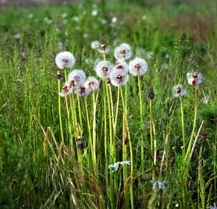 Dandelion field grass photo