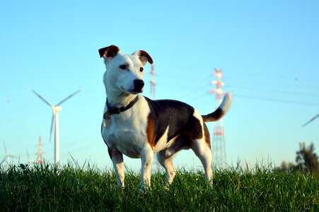 Jack russel terrier small dog short hair