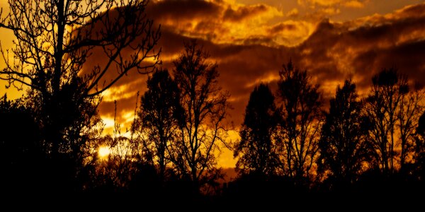 Tree nature night