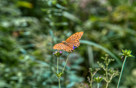 Butterfly with flowers