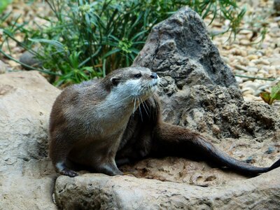 Short claw otters predator lutrinae