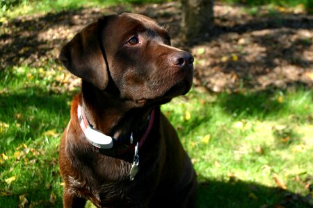 Brown pet canine photo