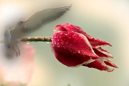 Bird tulip nature