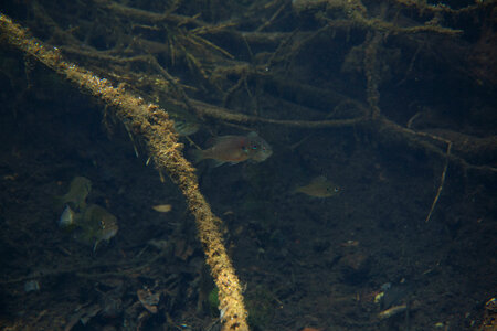 Spotted sunfish and bass shelter in submerged brush