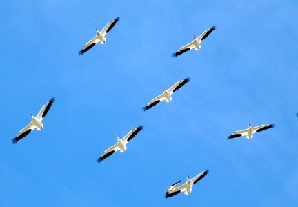 Family flight formation photo
