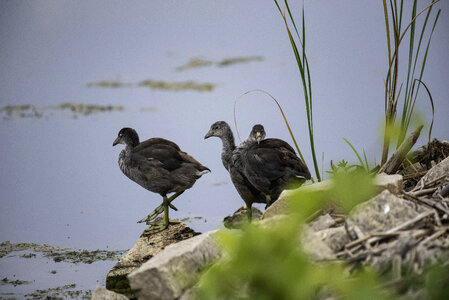 A group of American Coots photo