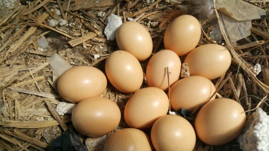 Eggs on wooden background photo