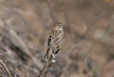 Bird sparrow 