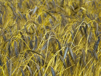 Triticum dicoccon var atratumgetreide cereal