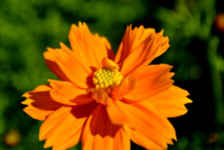 Orange Flower photo