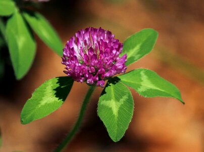 Floral plant natural