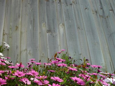 Bloom close flowers