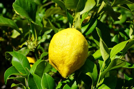 Citrus fruits mediterranean spring