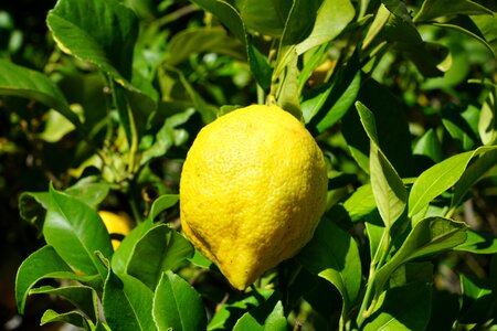 Citrus fruits mediterranean spring photo