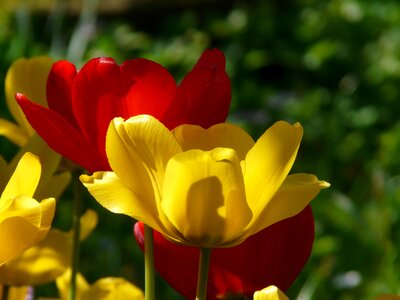 Backlighting beautiful tulpenbluete photo