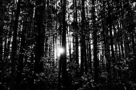 Black&white forest sunset photo