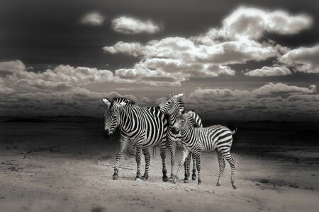 Animal world africa animals