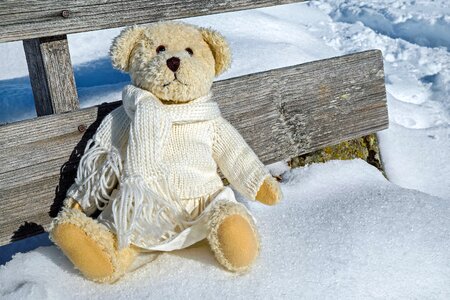 Bear beautiful photo cold