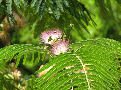 Spring plant blossom