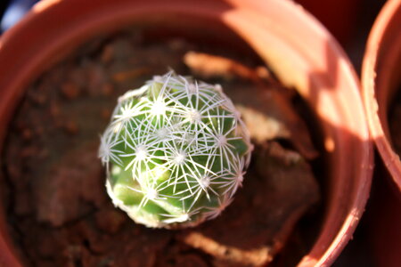 Cacti Plant Pot