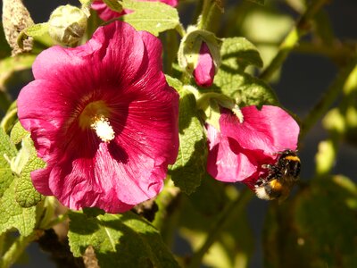 Hollyhock poplar rose stock rose garden photo