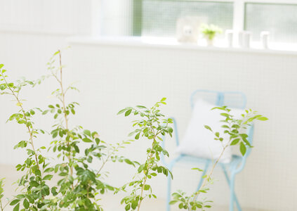 living room interior with green plant photo