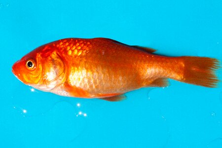 Android silberig cyprinidae