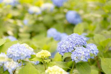 11 Hydrangea photo