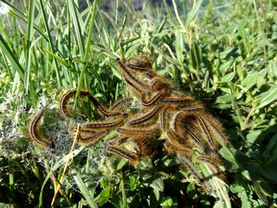 Animal world insect many