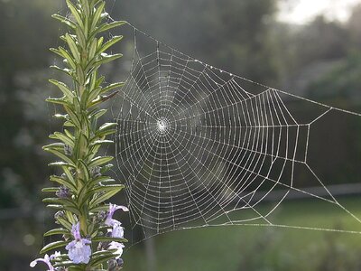 Web rosemary gray web