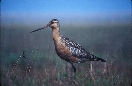 Bar-tailed godwit