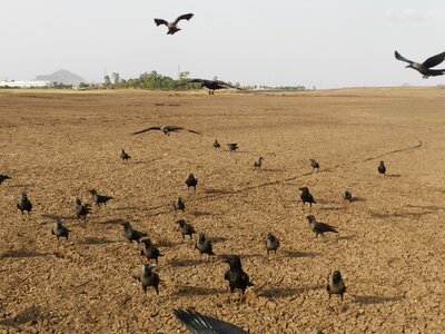 Corvus splendens jungle crow corvus photo