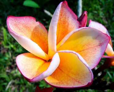 Pink yellow frangipani photo