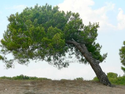 Leaning strand tree photo