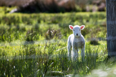 A Baby Lamb during Spring Grazing in a Sheep Farm photo