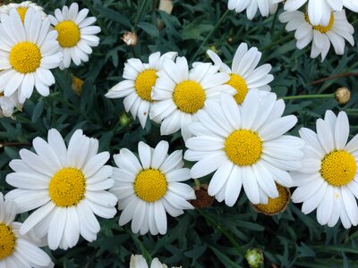 Beautiful Flowers biology bloom