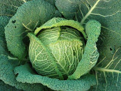 Eat food vegetables
