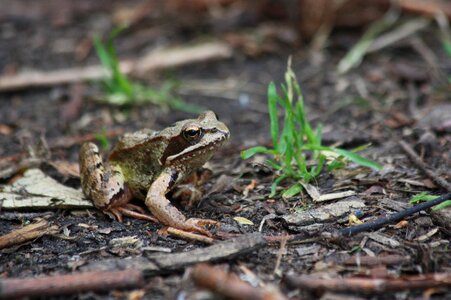 Earth nature amphibian