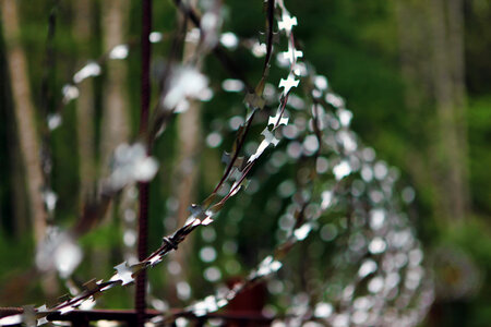 barbed wire photo