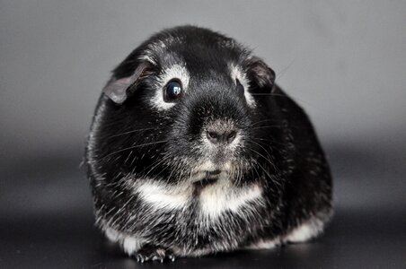 Nager rodent cute